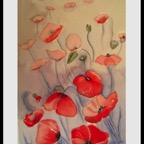 Poppies