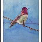 Annas hummingbird