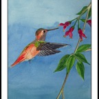 allen hummingbird