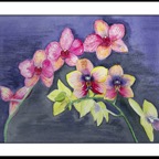Orchid framed May 23 2014