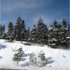 trees in taos road