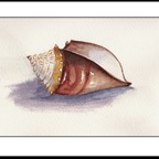 seaside seashell